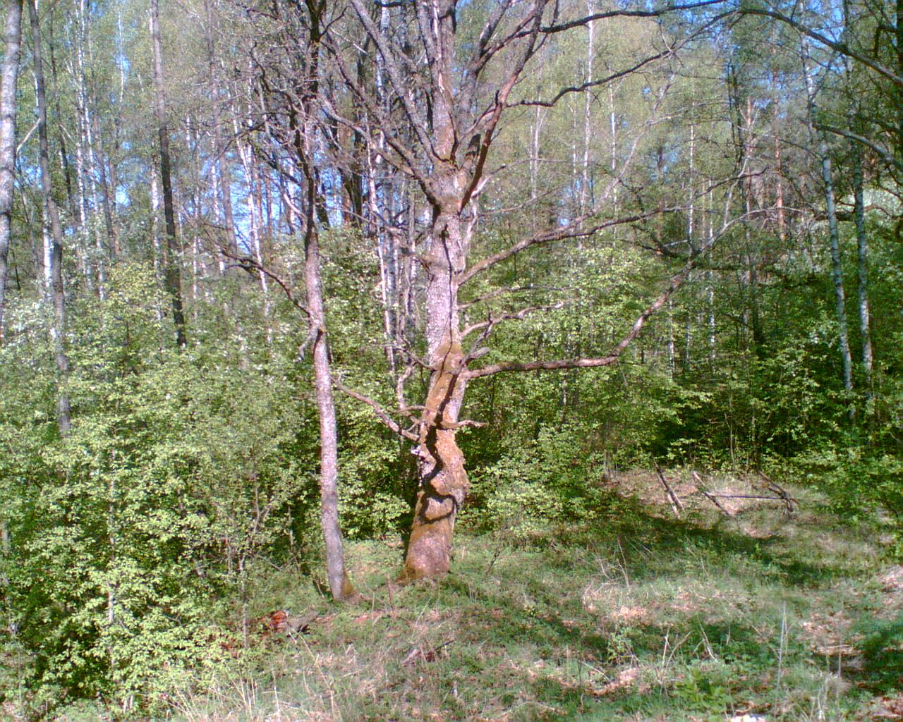 Atvaizd049.jpg