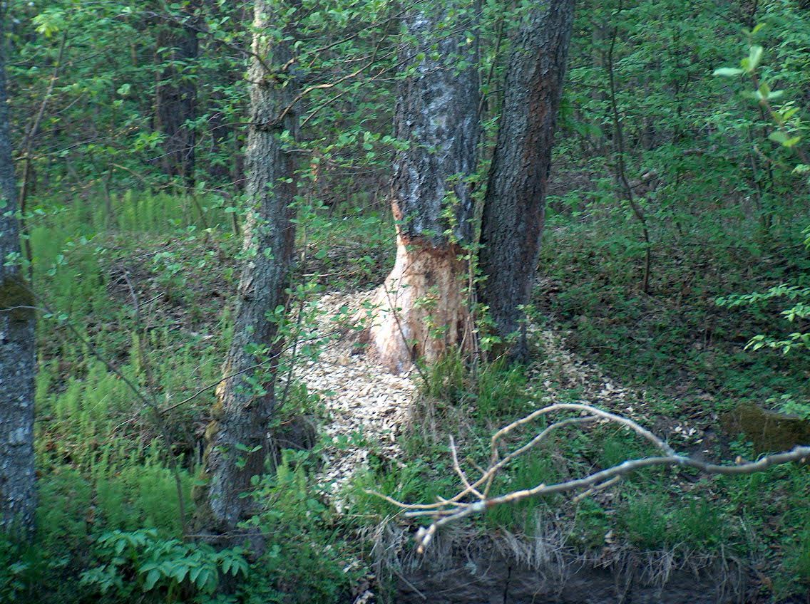 pab06_05_13_095.jpg